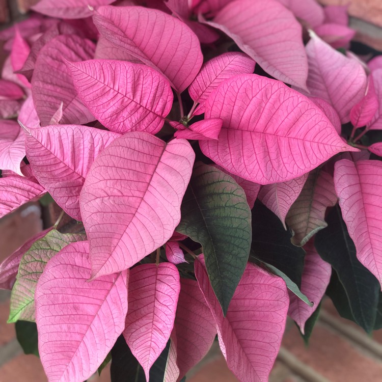 plant image 1211262