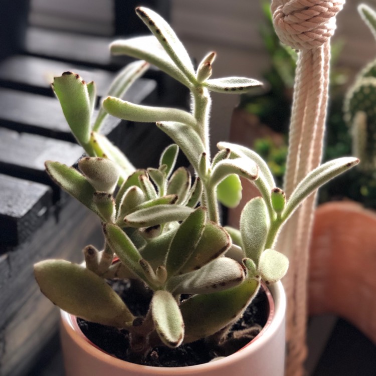 plant image 1212093
