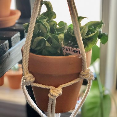 Hoya carnosa 'Compacta'