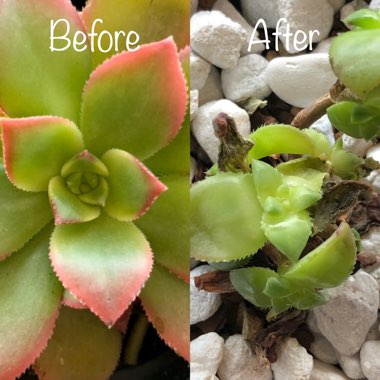 Aeonium Haworthii Dreamcolour