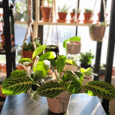 Maranta Leuconeura