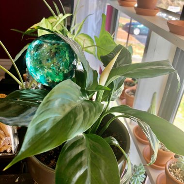 Spathiphyllum wallisii