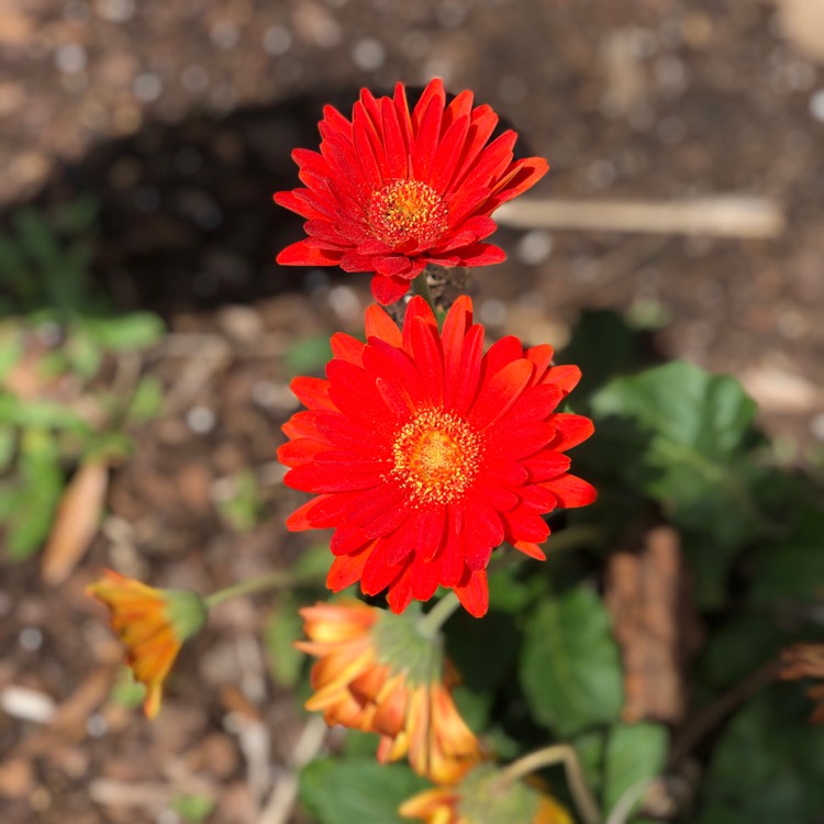 plant image 1245419 plant image 1245419