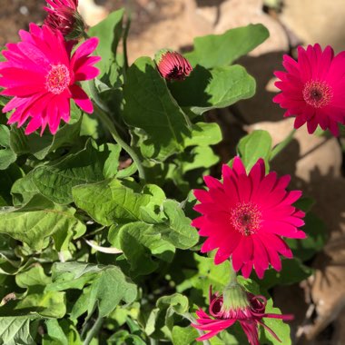 Gerbera