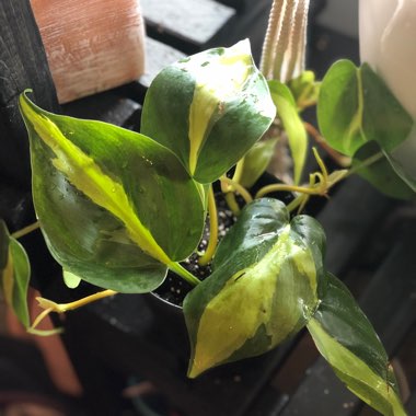 Philodendron hederaceum var. oxycardium 'Brasil' syn. Philodendron hederaceum 'Brasil', Philodendron 'Brasil', Philodendron scandens 'Brasil'