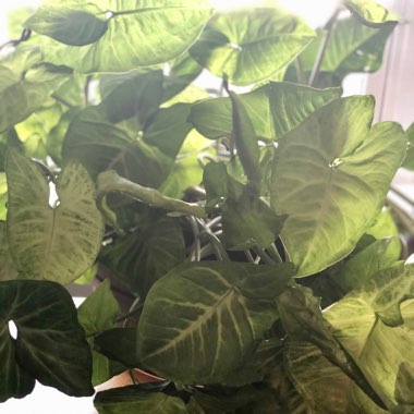 Syngonium podophyllum 'White Butterfly'