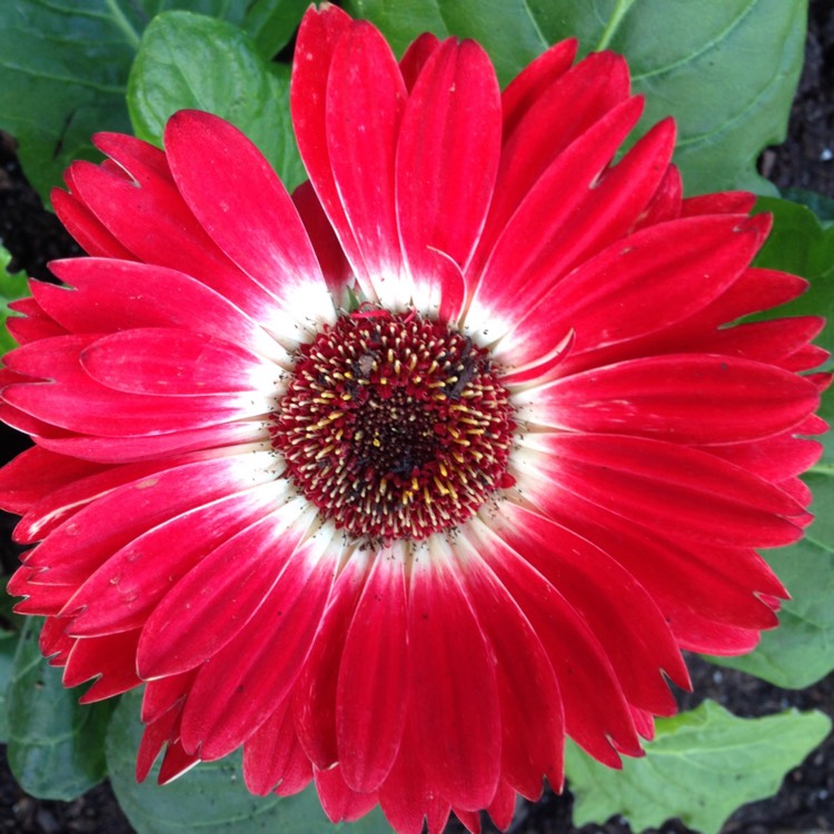 plant image 1256679 plant image 1256679