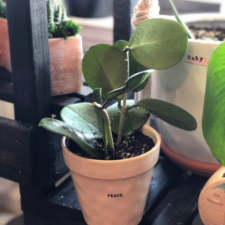 plant image 1261643