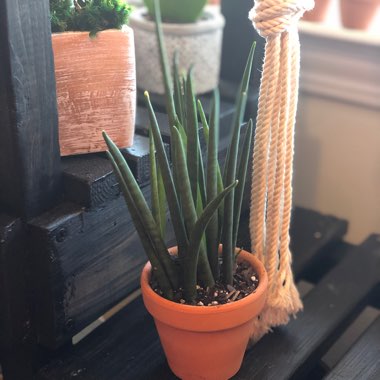 Sansevieria 'Fernwood Punk'