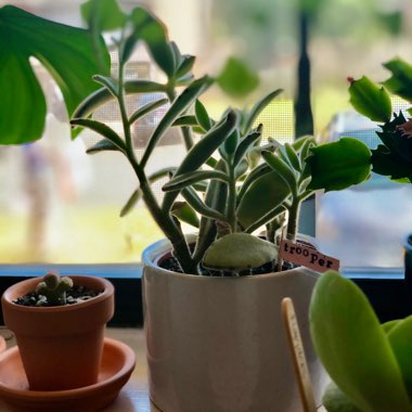 Kalanchoe tomentosa