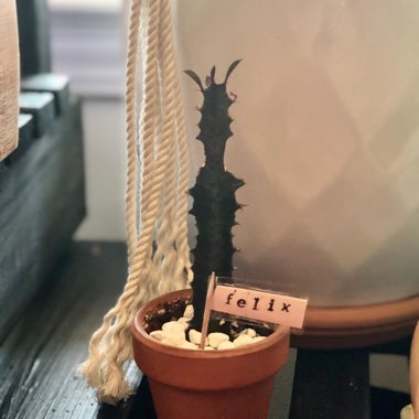 Euphorbia trigona rubra