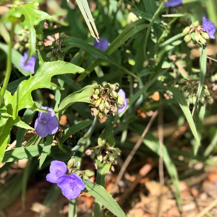 Plant image Tradescantia 'Outdoor plants'