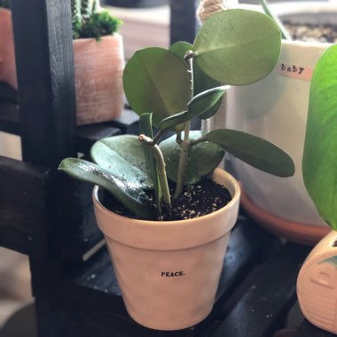 Hoya Obovata