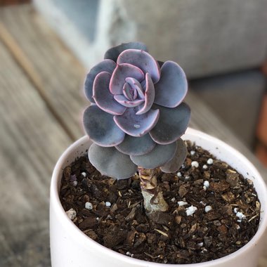 Echeveria Dusty Rose