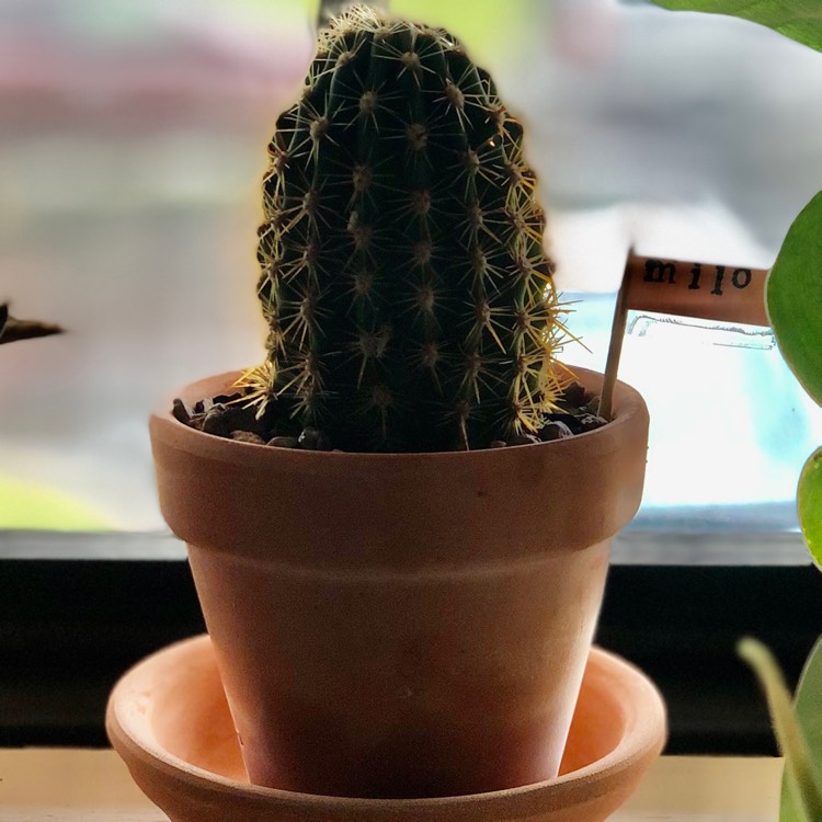 Plant image Trichocereus grandiflorus hybrid