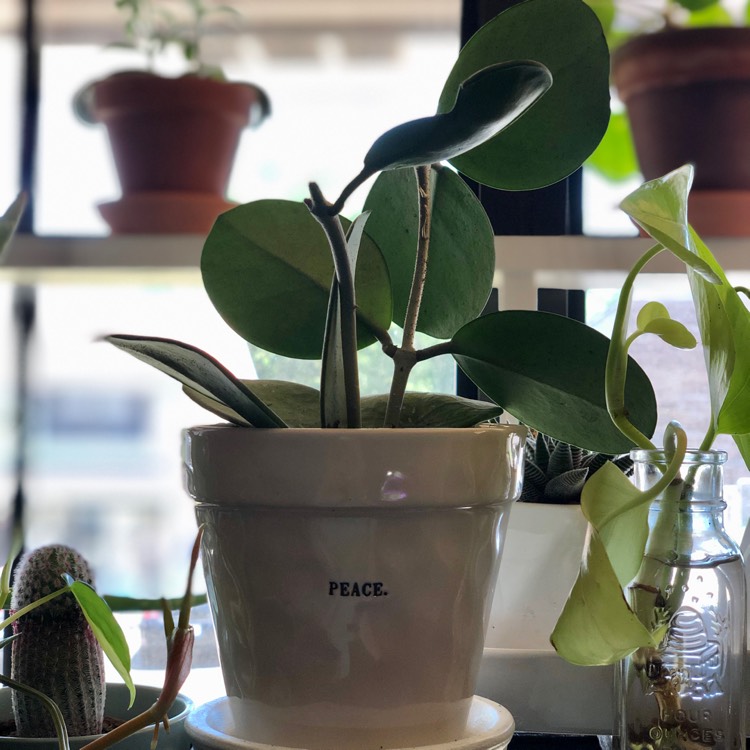 plant image 1287311