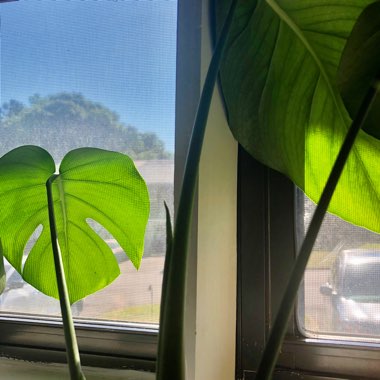 Monstera deliciosa
