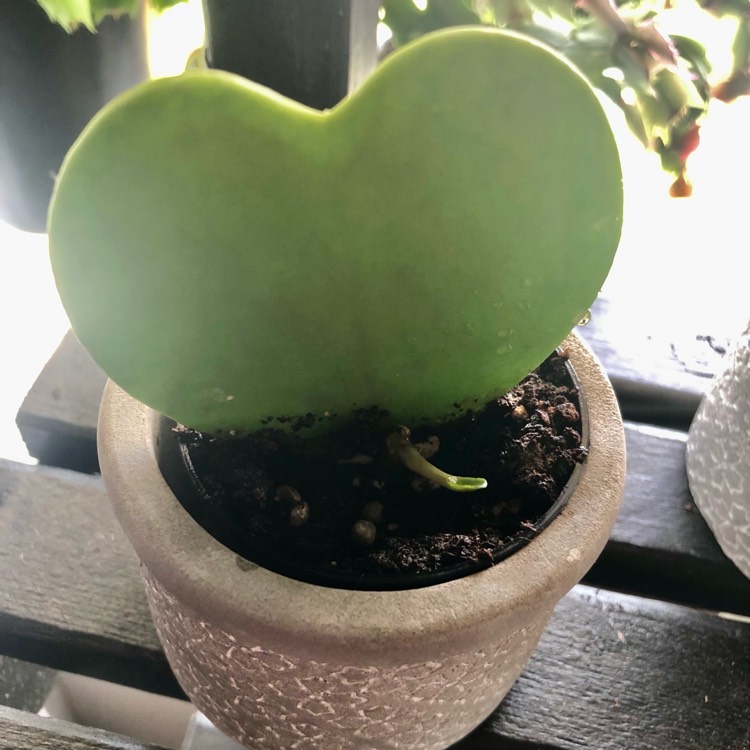 plant image 1529135
