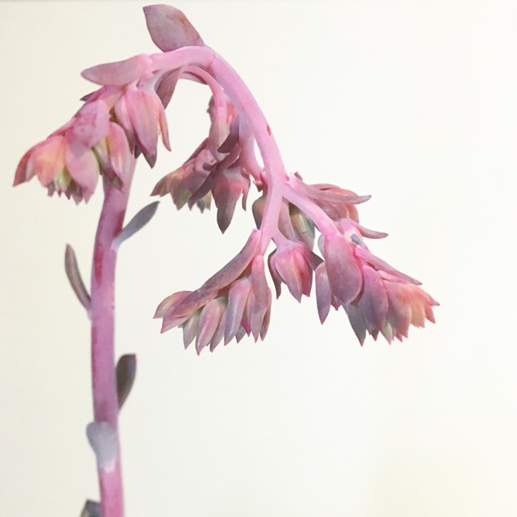 Plant image Echeveria Dick's Pink