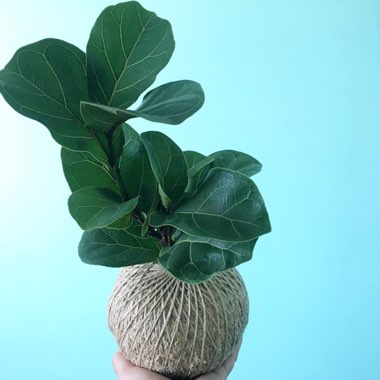 Ficus lyrata