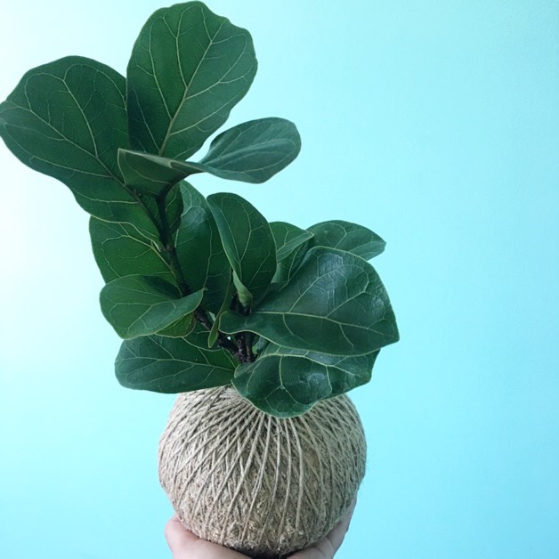 plant image 362172