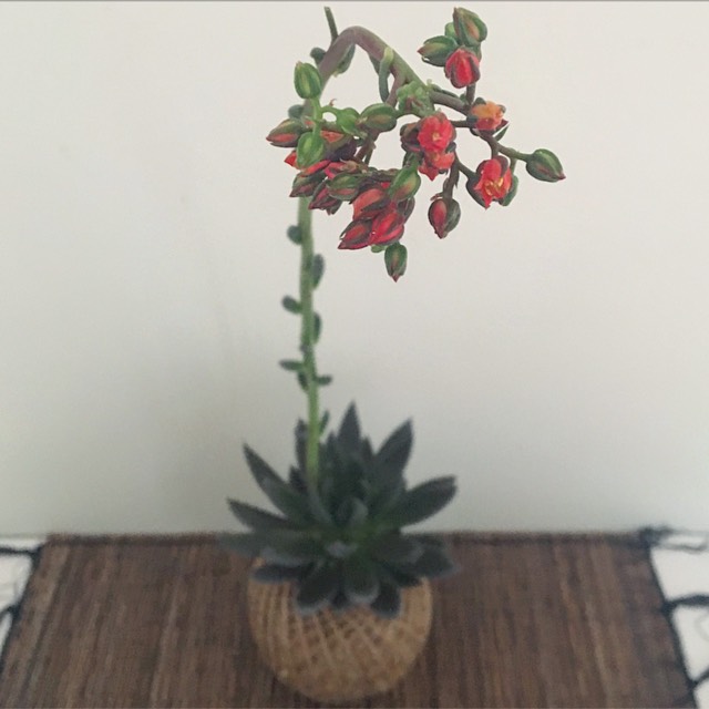 Plant image Echeveria Affinis sp.