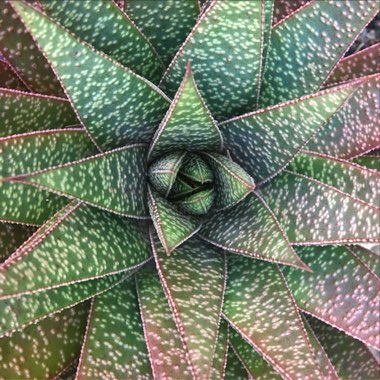 Emma's garden