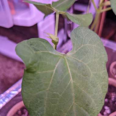 Phaseolus vulgarus 'Burpee Stringless'