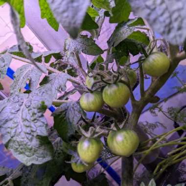 Solanum lycopersicum  syn. Lycopersicon lycopersicum