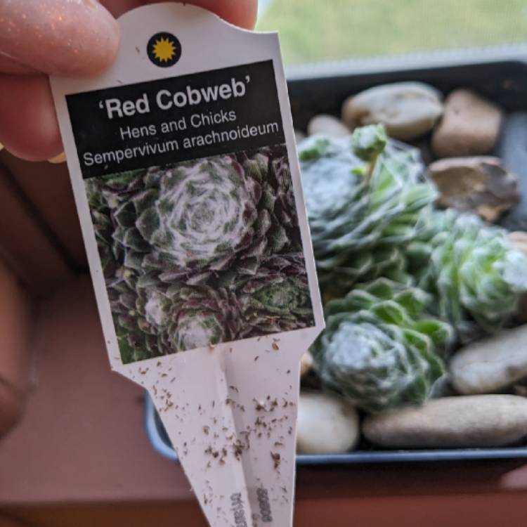 plant image 1673176 plant image 1673176