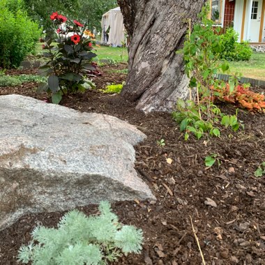 Madelene's garden