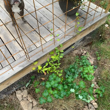 Madelene's garden