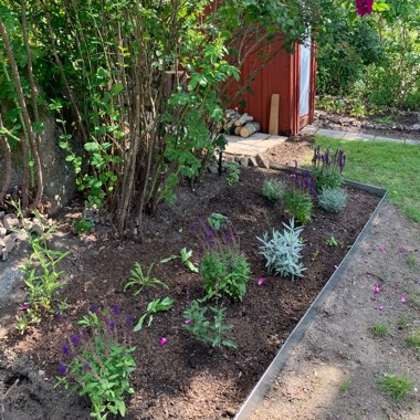Madelene's garden