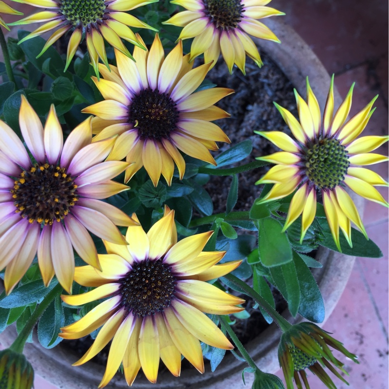 African Daisy