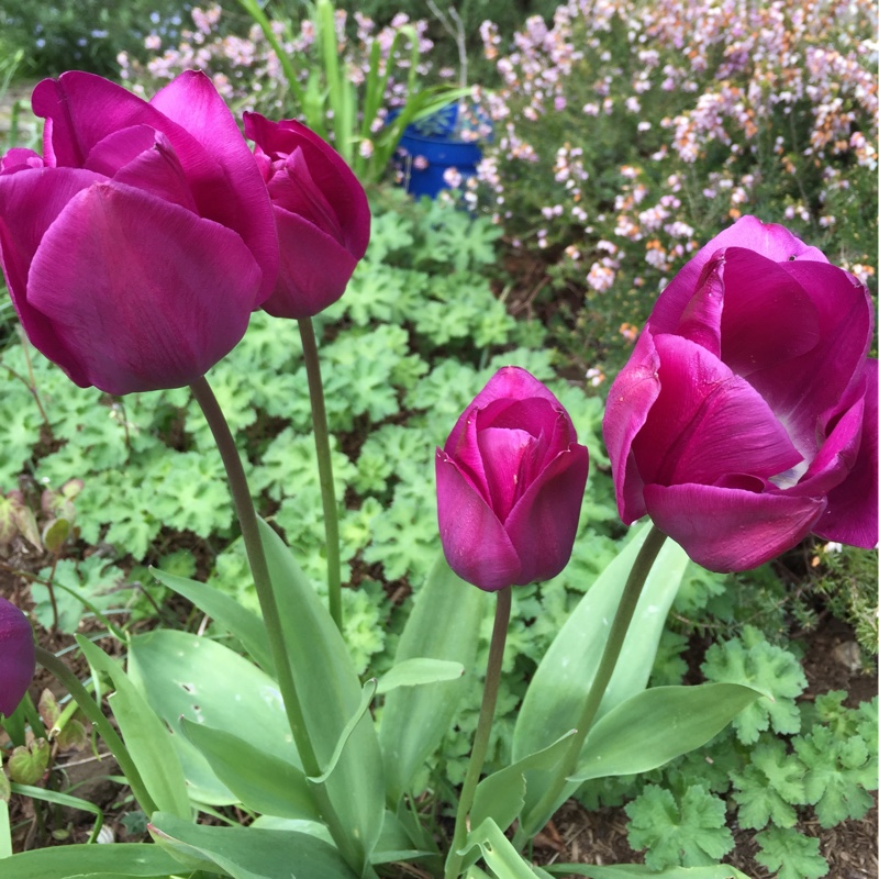 Tulip