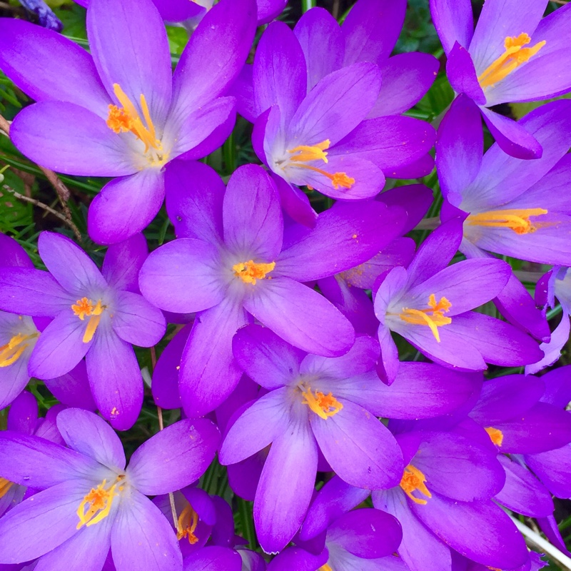Crocus (Spring)