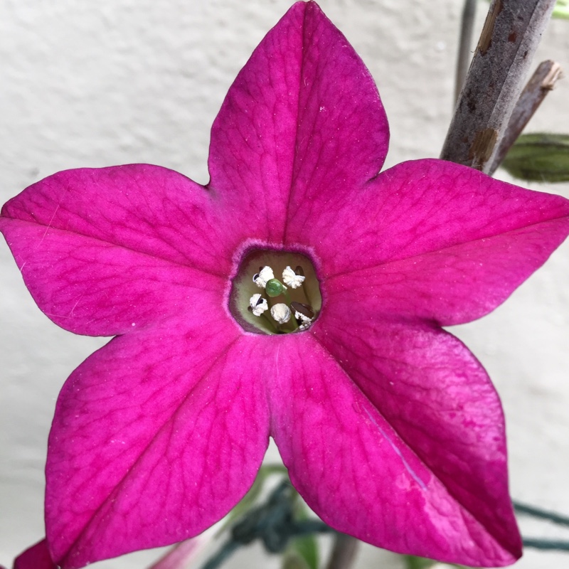 Flowering Tobacco