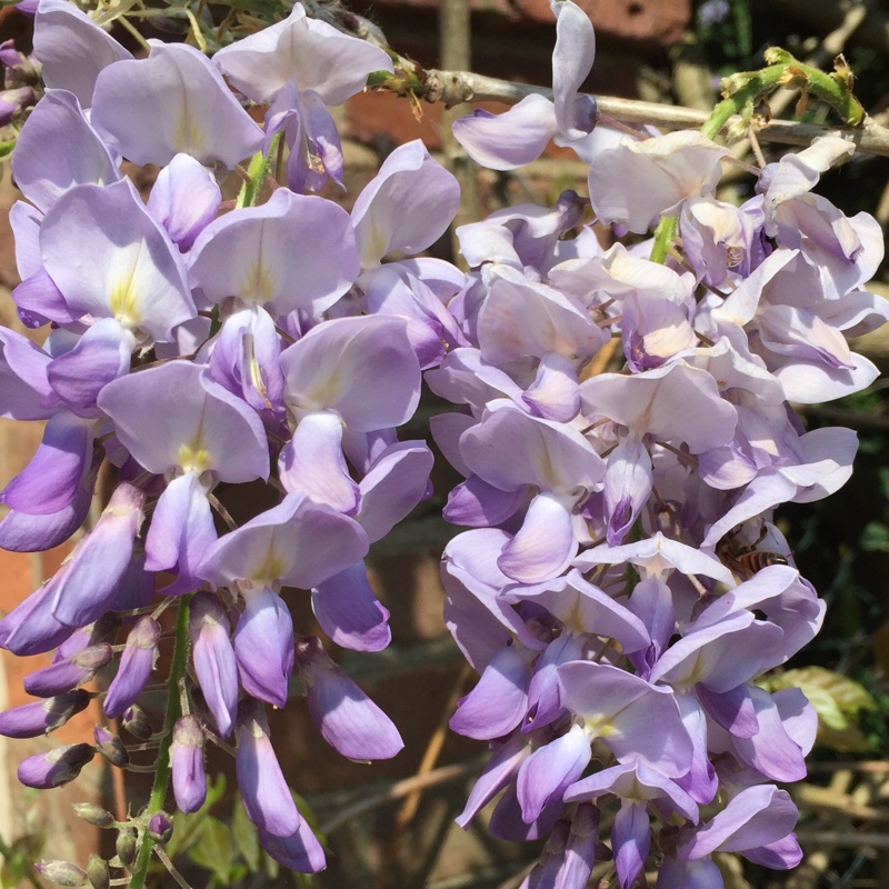 Japanese Wisteria