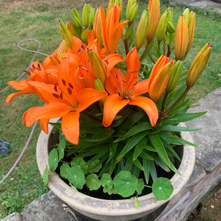 Plant image Lilium 'Orange Joy'