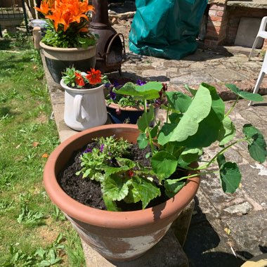 Michelle's garden