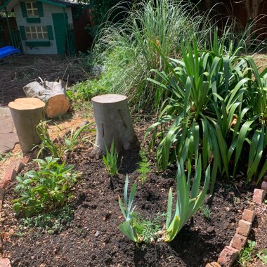 Michelle's garden