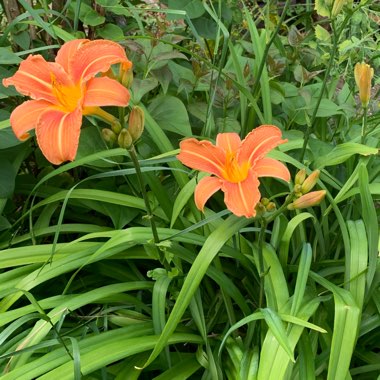 Michelle's garden