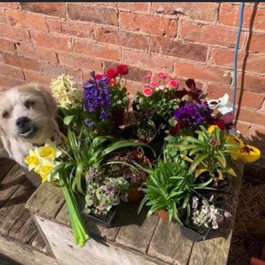 Michelle's garden