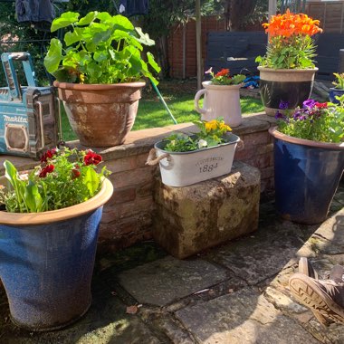 Michelle's garden