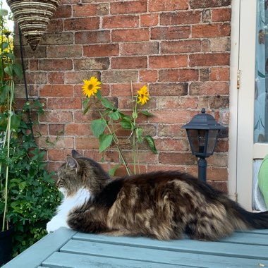 Michelle's garden