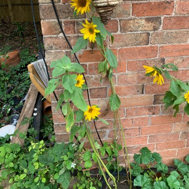 Michelle's garden
