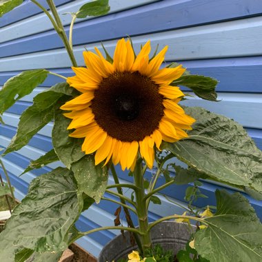 Michelle's garden