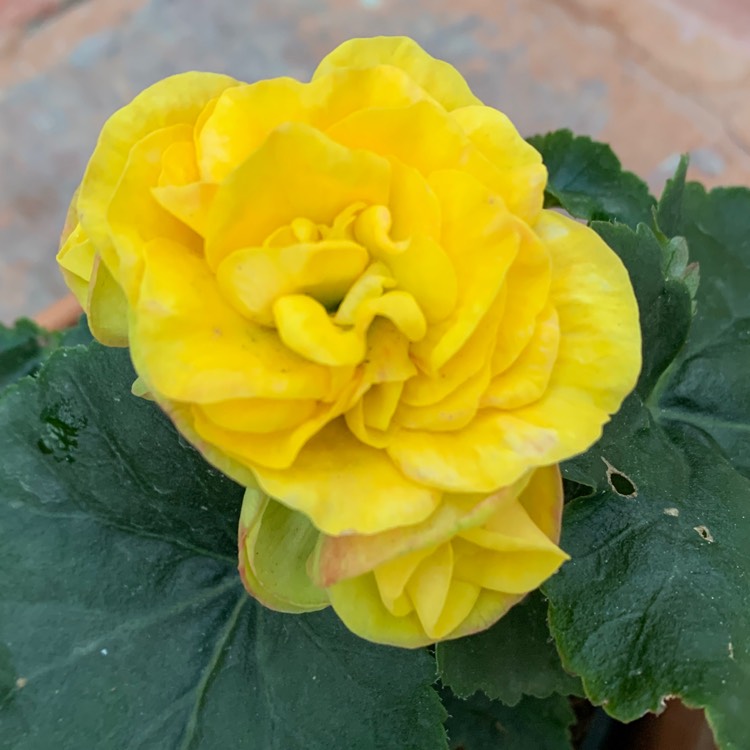 plant image 1231714