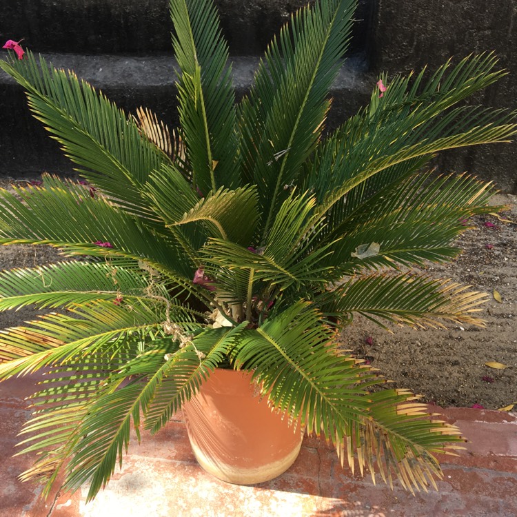 Plant image Encephalartos altensteinii