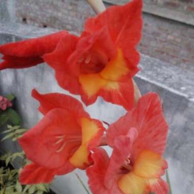 Gladioli 'Prinses Margaret Rose' (Small-flowered)